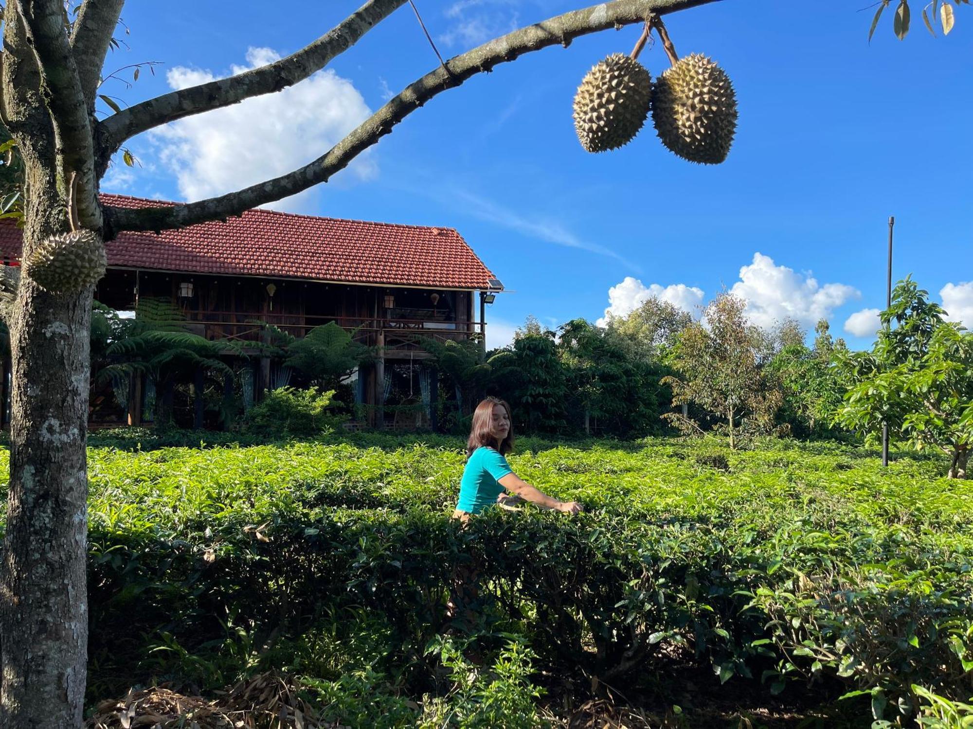 הוילה באו לוק Tea Garden House מראה חיצוני תמונה