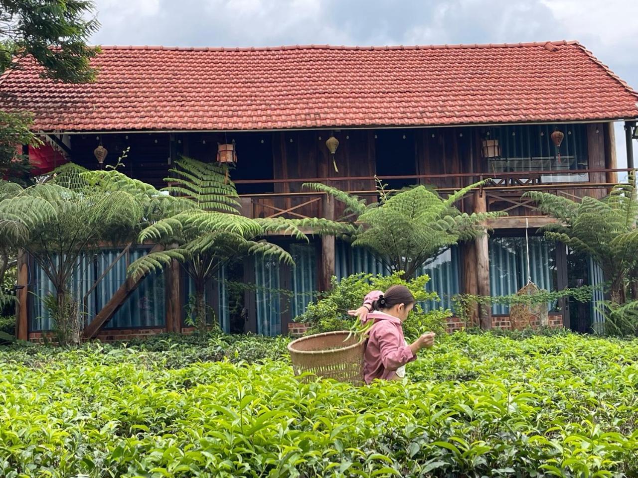 הוילה באו לוק Tea Garden House מראה חיצוני תמונה