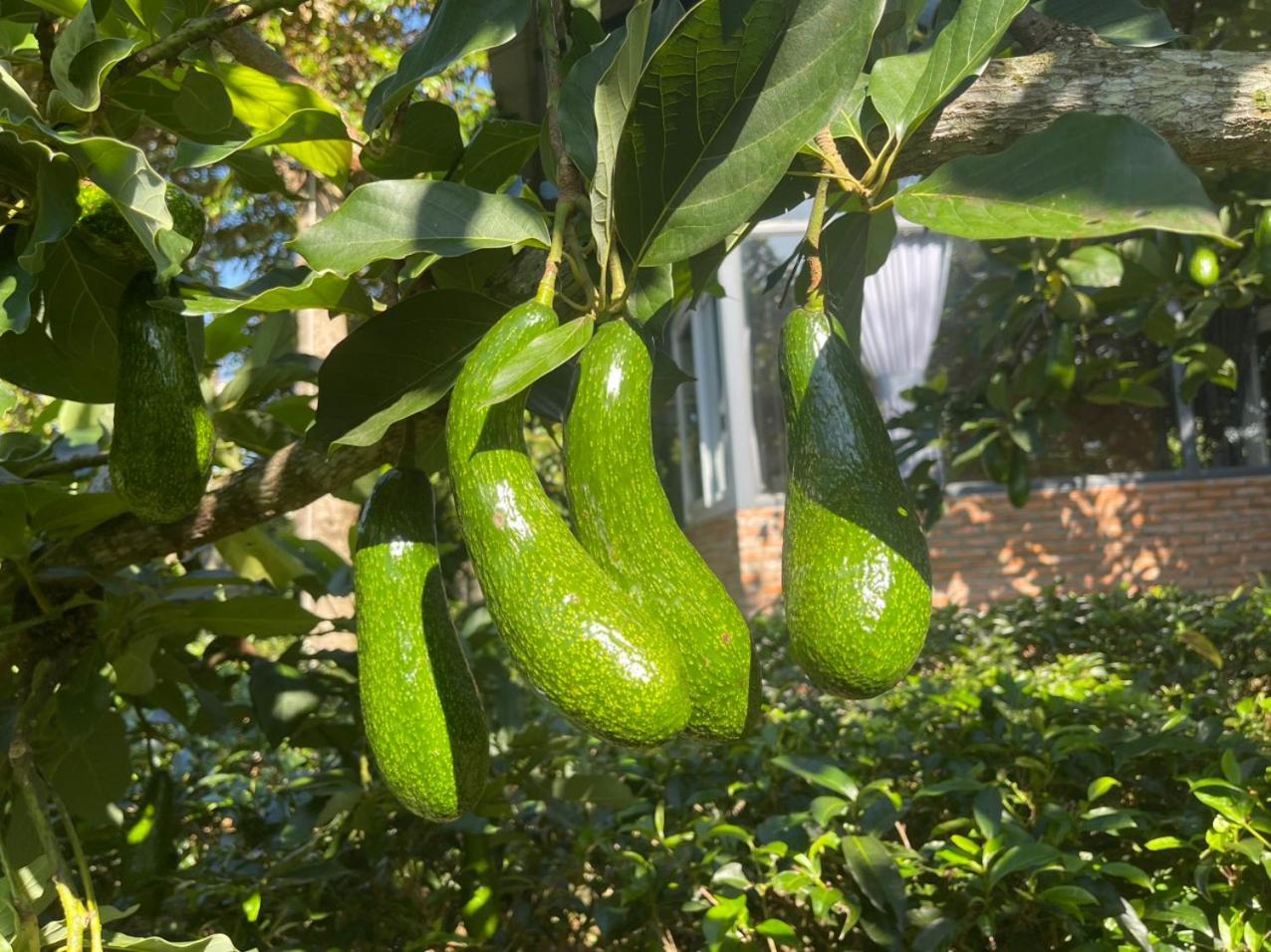 הוילה באו לוק Tea Garden House מראה חיצוני תמונה