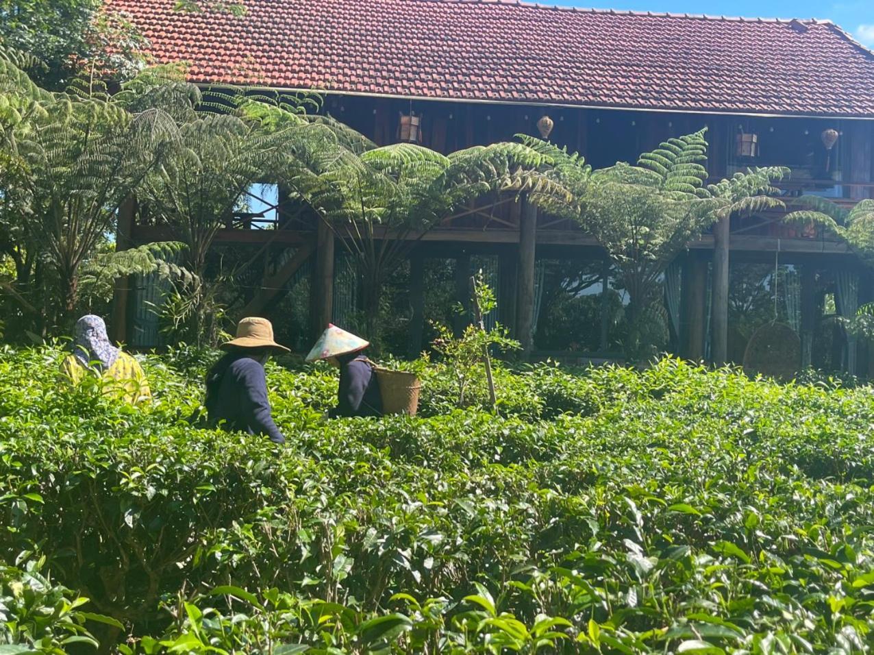 הוילה באו לוק Tea Garden House מראה חיצוני תמונה